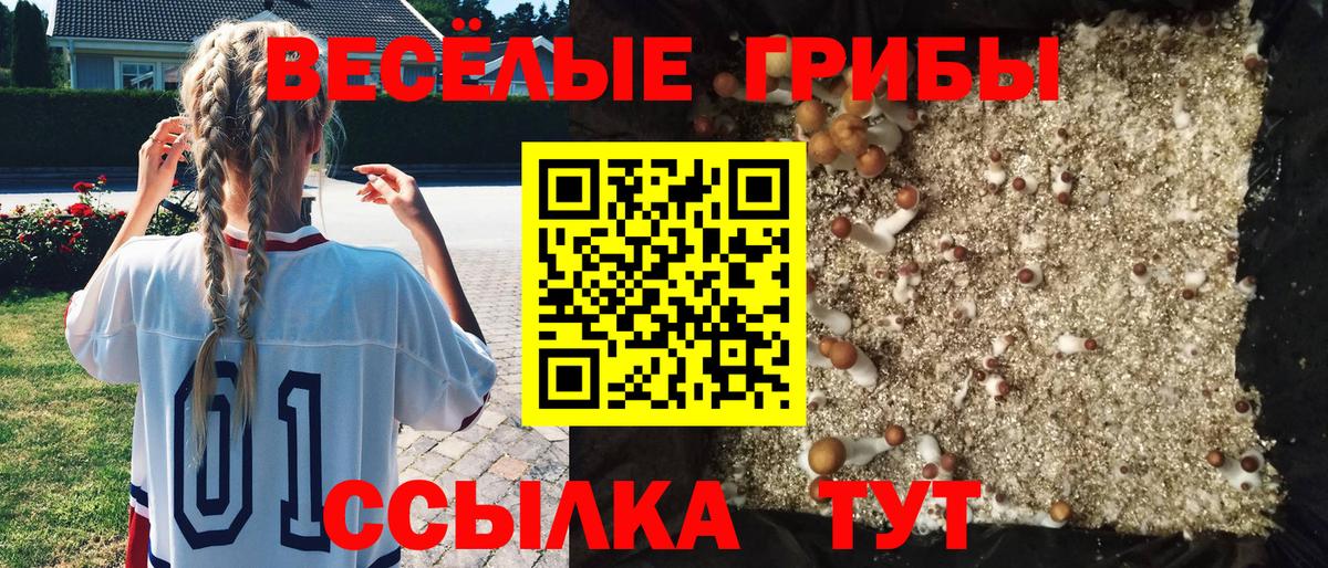 хочу   Вход с VPN  Калининград  Галлюциногенные грибы Psilocybe 